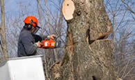 Tree Removal in Minneapolis MN